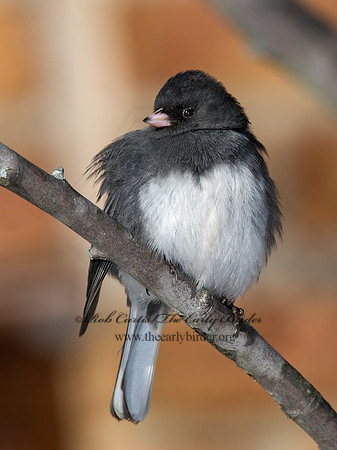 Junco hyemalis   DARK-EYED JUNCO 6030031 z