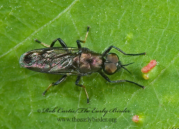 Myxosargus nigricormis SOLDIER FLY 5009553z