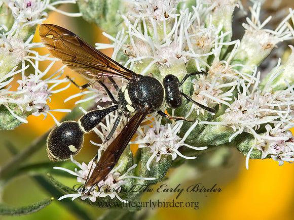Eumenes fraternus  POTTER WASP 9026104z