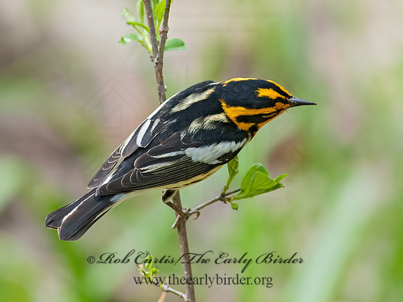 Setophaga fusca  BLACKBURNIAN WARBLER 8030967z