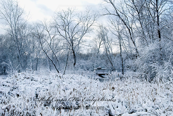 North Park Village NC  WINTER MARSH 6018861z
