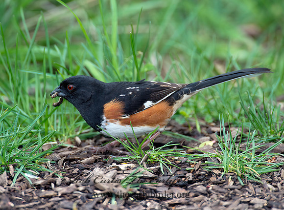 Pipilo erythrophthalmus  EASTERN TOWHEE 9000183z