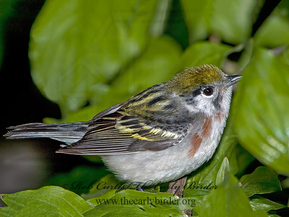 Setophaga pennsylvanica  CHESTNUT-SIDED WARBLER 5007537z