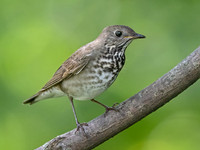 Catharus minimus  GRAY-CHEEKED THRUSH 9069666z