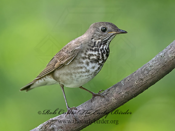Catharus minimus  GRAY-CHEEKED THRUSH 9069666z