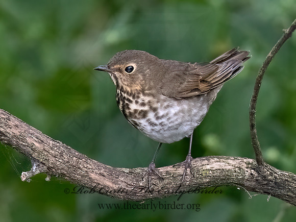 Catharus ustulatus  SWAINSON'S THRUSH 3042442z