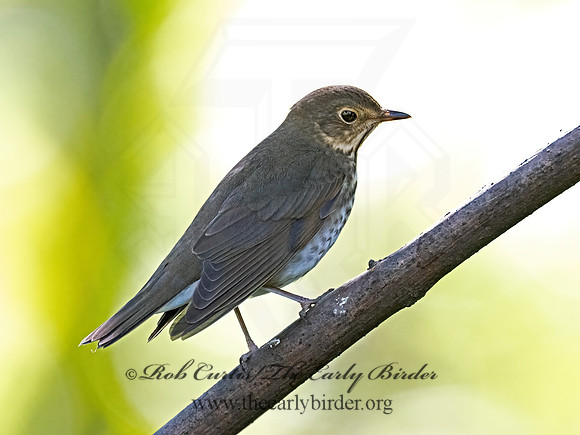 Catharus ustulatus  SWAINSON'S THRUSH 9070139z