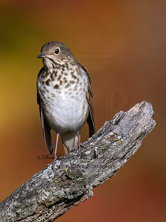 Catharus guttatus  HERMIT THRUSH 9071515z
