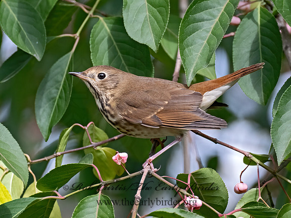 Catharus guttatus  HERMIT THRUSH 9071132z