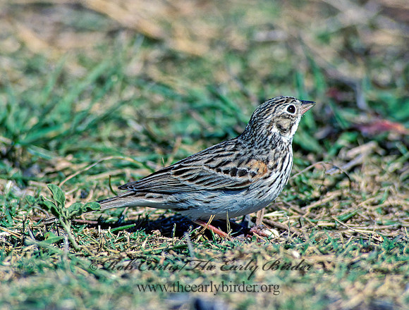 Pooecetes gramineus  VESPER SPARROW  88837z