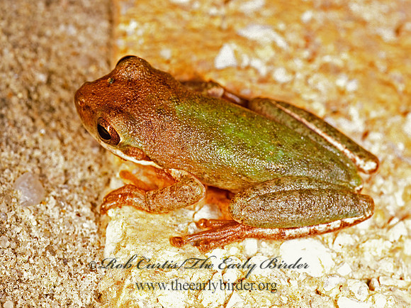 Dendophytes squirella  SQUIRREL TREE FROG 200334 z