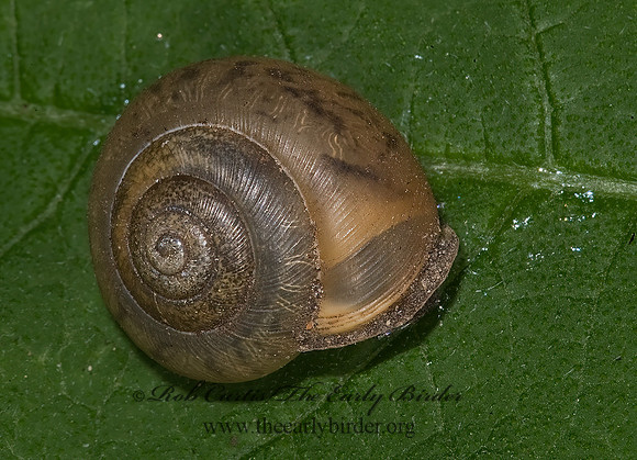 Mesodon cf. thyroidus  POLYGYRID SNAIL 8006375z