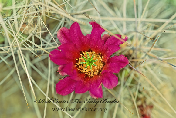 Cylindropuntia  CHOLLA 71224~z