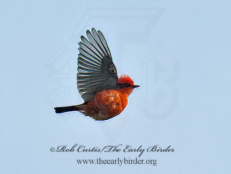 Pyrocephalus rubinus  VERMILION FLYCATCHER 3040599Z