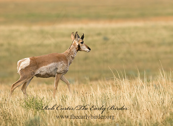 Antilocapra americana  PRONGHORN 6027882z