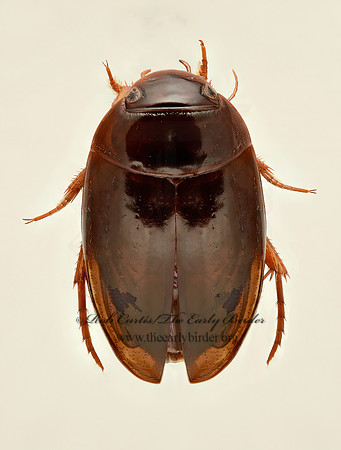 Agabus  AGABINI DIVING BEETLE 9019565z