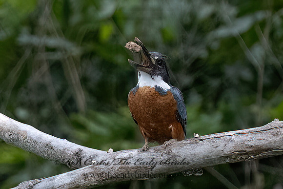 Ceryle torquata  RINGED KINGFISHER 3036082z