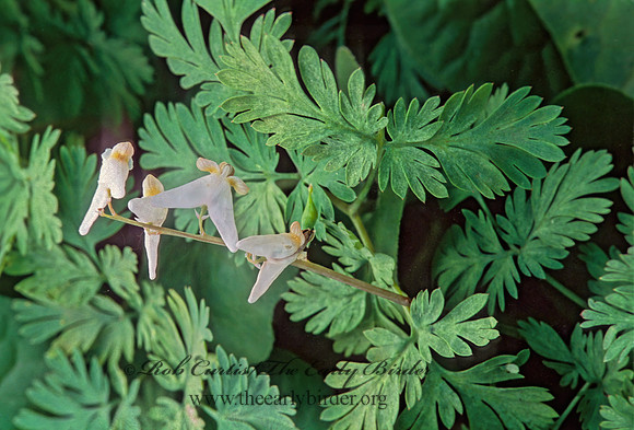 Dicentra cucullaria  DUTCHMAN'S BREECHES 265301z