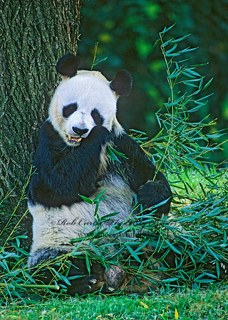 Ailuropoda melanoleuca  GIANT PANDA 159535-1z