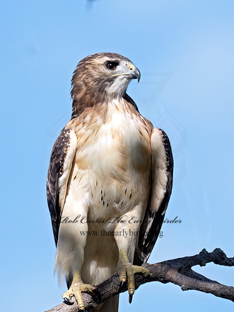 Buteo Jamaicensis RED-TAILED HAWK 3047059z
