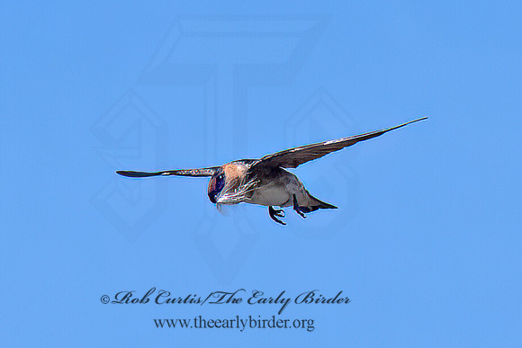 Hirundo fulva  CAVE SWALLOW 6040313z