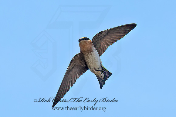 Hirundo fulva  CAVE SWALLOW 6040327z