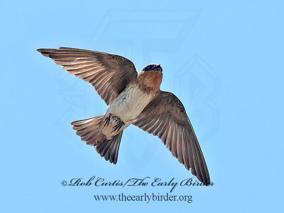 Hirundo fulva  CAVE SWALLOW 6040332z