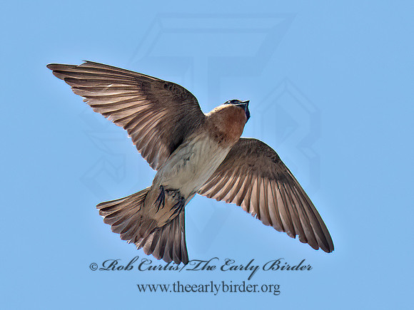 Hirundo fulva  CAVE SWALLOW 6040335z