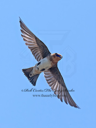 Hirundo fulva  CAVE SWALLOW 6040325z