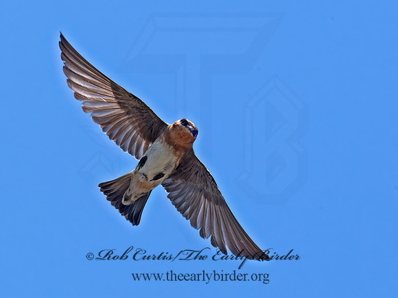 Hirundo fulva  CAVE SWALLOW 6040323z