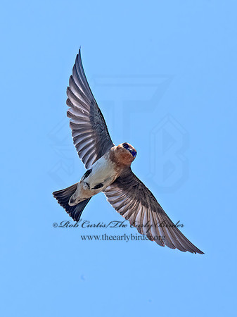 Hirundo fulva  CAVE SWALLOW 6040324z