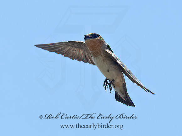 Hirundo fulva  CAVE SWALLOW 6040342z
