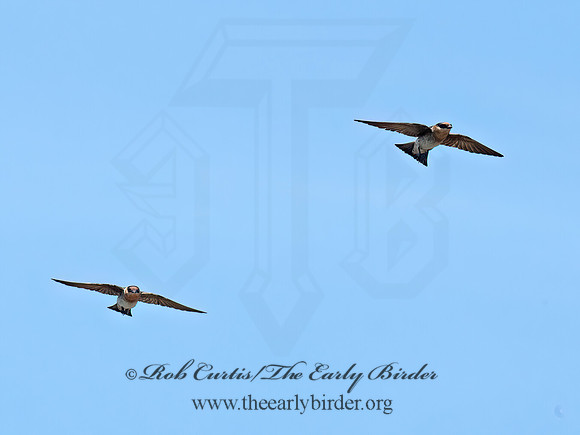 Hirundo fulva  CAVE SWALLOW 6040336z