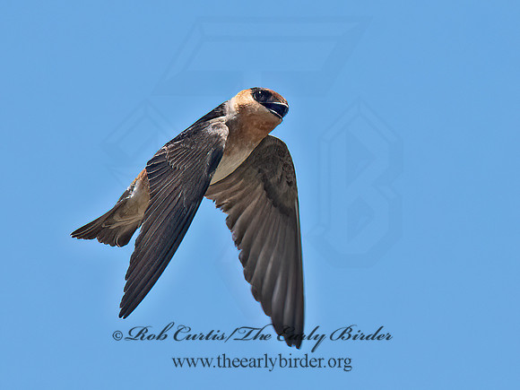 Hirundo fulva  CAVE SWALLOW 6040346z