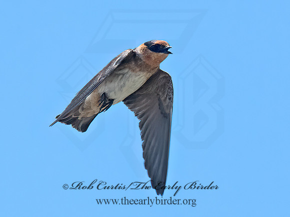 Hirundo fulva  CAVE SWALLOW 6040348z