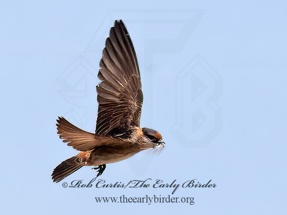 Hirundo fulva  CAVE SWALLOW 6040357z