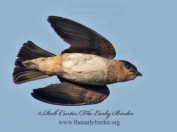 Hirundo fulva  CAVE SWALLOW 6040949z