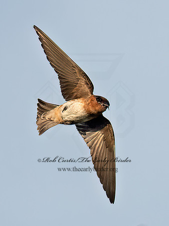 Hirundo fulva  CAVE SWALLOW 6040956z