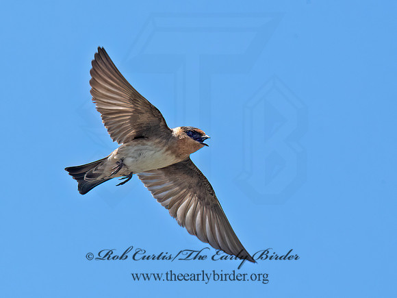 Hirundo fulva  CAVE SWALLOW 6040364z