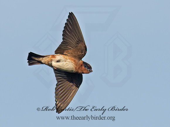Hirundo fulva  CAVE SWALLOW 6040960z