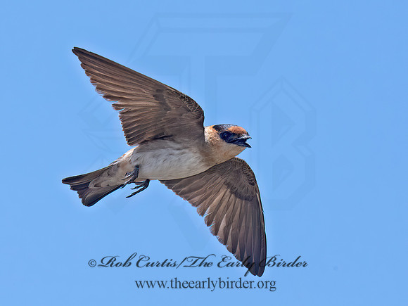 Hirundo fulva  CAVE SWALLOW 6040394z