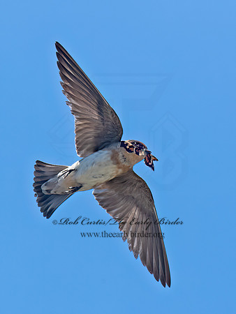 Hirundo fulva  CAVE SWALLOW 6041036z