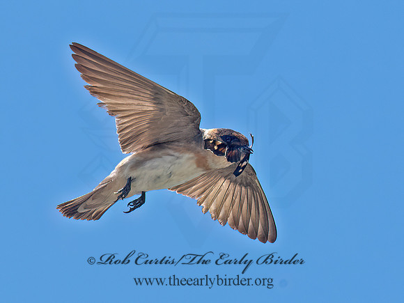 Hirundo fulva  CAVE SWALLOW 6041038z