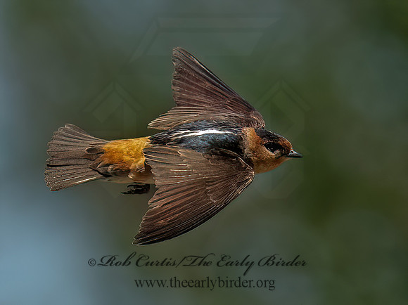 Hirundo fulva  CAVE SWALLOW 6041052z