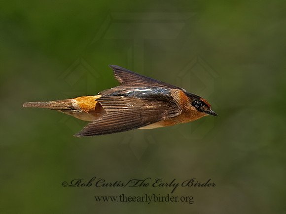 Hirundo fulva  CAVE SWALLOW 6041056z