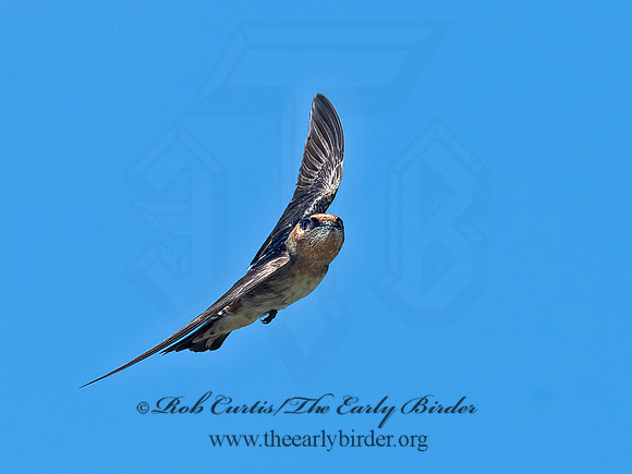 Hirundo fulva  CAVE SWALLOW 6041072z