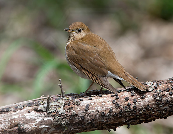 Catharus fuscescens  VEERY 9037528z