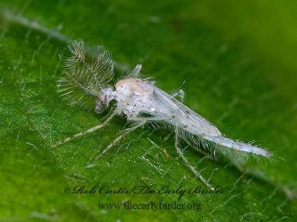 Chaoborus albatus  PHANTOM MIDGE 6013224z