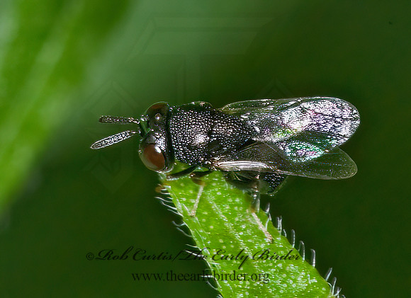 Perilampus hyalinus 6011800z