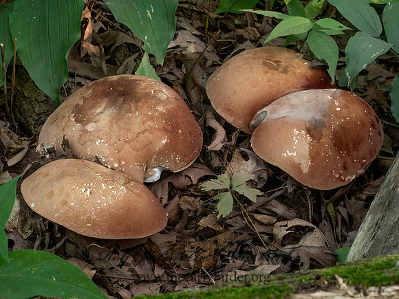 Tylopilus BOLETE MUSHROOM 9090006z